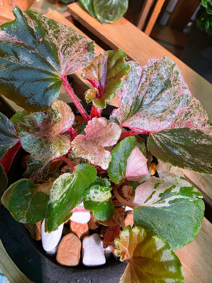 Begonia sp 粉斑貝殼秋海棠
