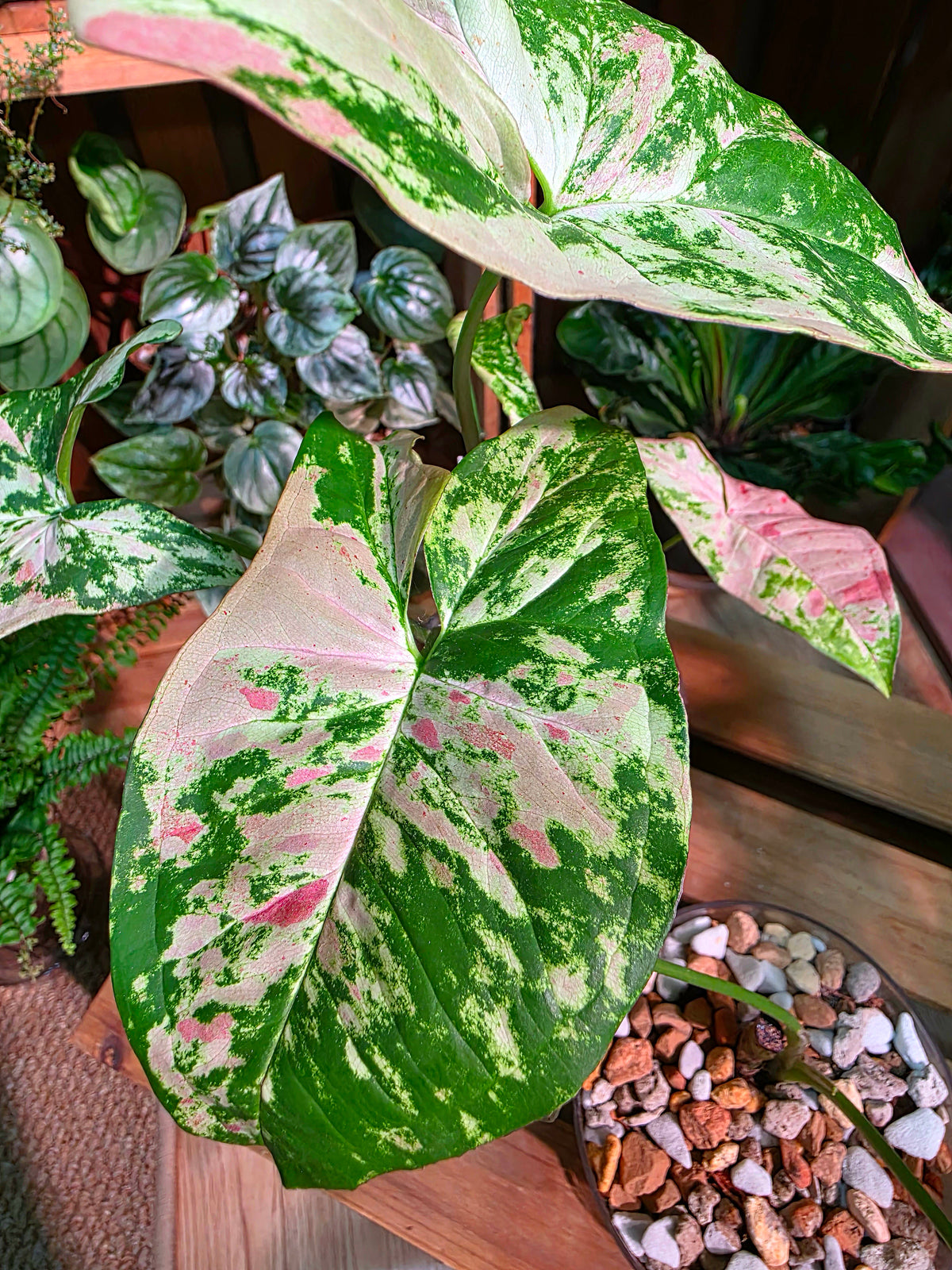 Syngoniun red spots 櫻花雨合果芋