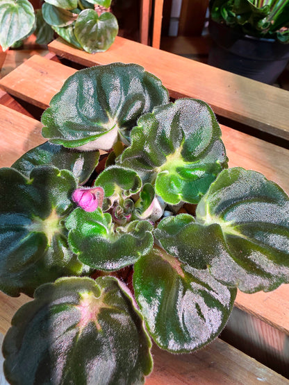 Streptocarpus ionqnthus 非洲紫羅蘭 - 大理石牡丹