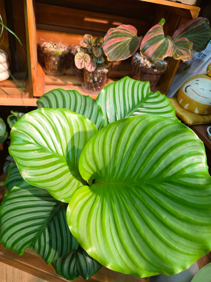 Calathea orbifolia 青蘋果竹芋