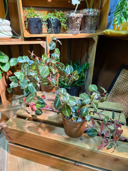 Peperomia metallica variegated 斑葉貓眼石椒草
