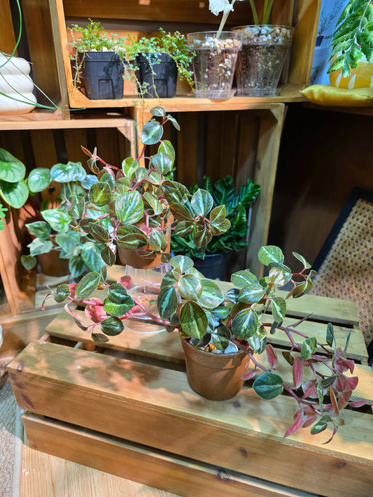 Peperomia metallica variegated 斑葉貓眼石椒草