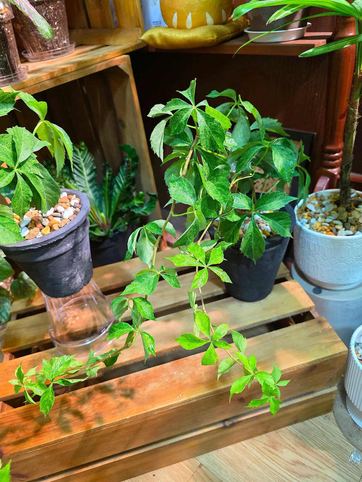 Parthenocissus quinquefolia variegated 五葉地錦星雨