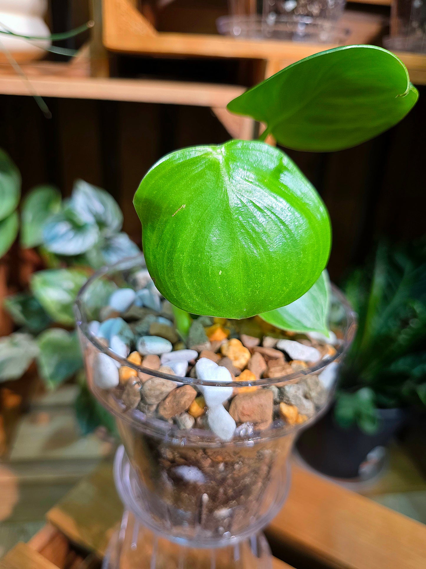 Philodendron pittieri 皮蒂蔓綠絨