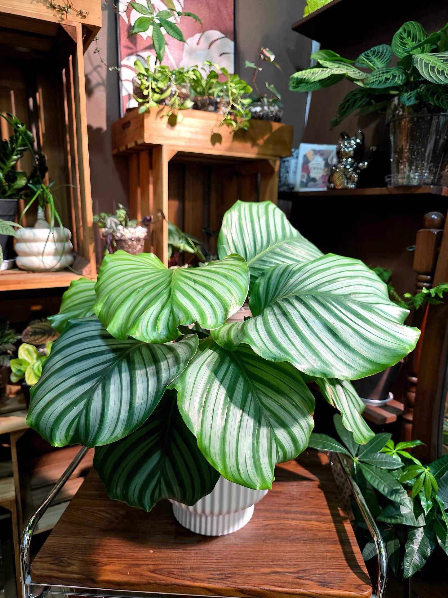 Calathea orbifolia 青蘋果竹芋