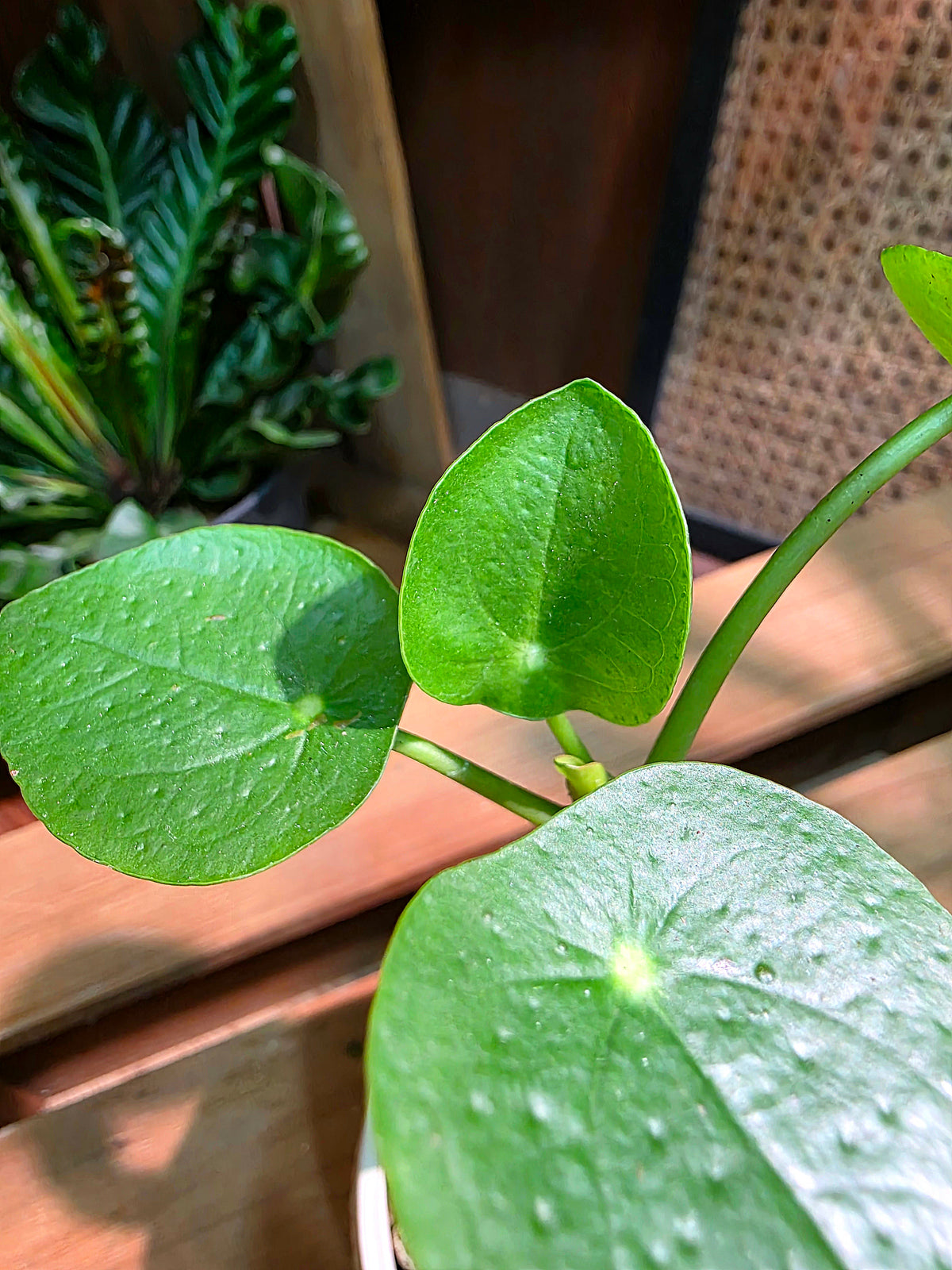 Pilea peperomioides 鏡面草
