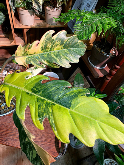 Philodendron caramel marble variegated 焦糖大理石蔓綠絨