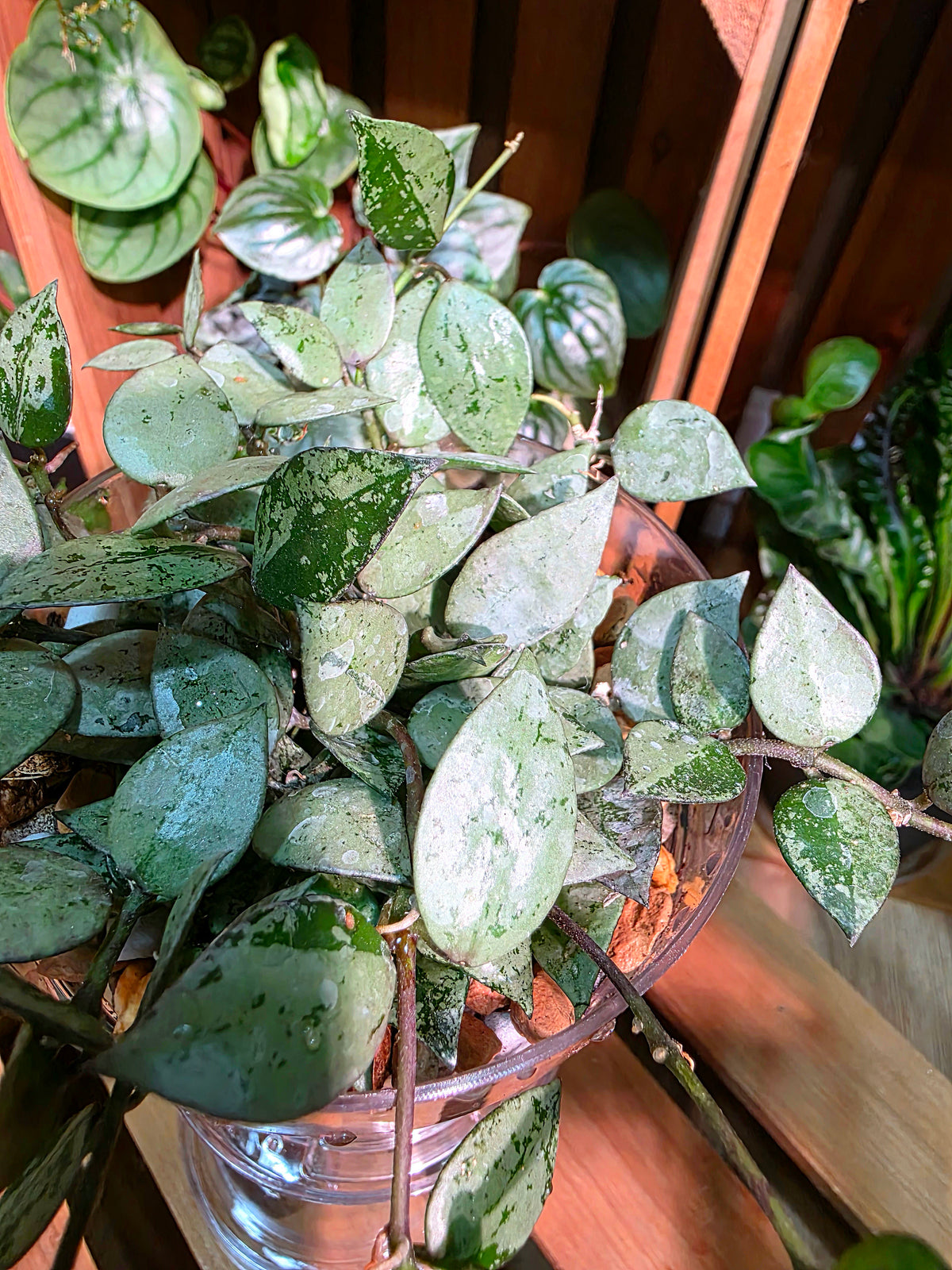 Hoya lacunosa silver
