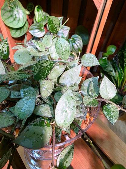 Hoya lacunosa silver