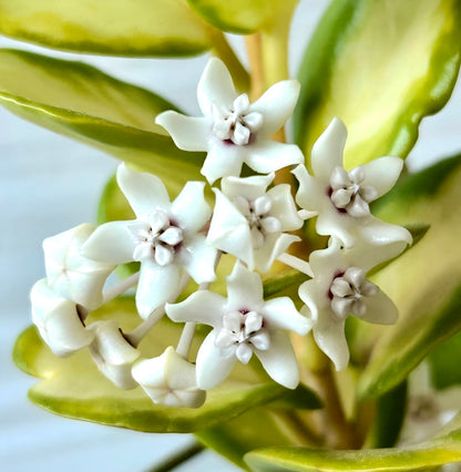 Hoya Australis Lisa