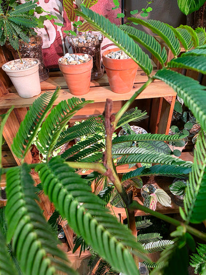 Cojoba arborea (small bean tree)