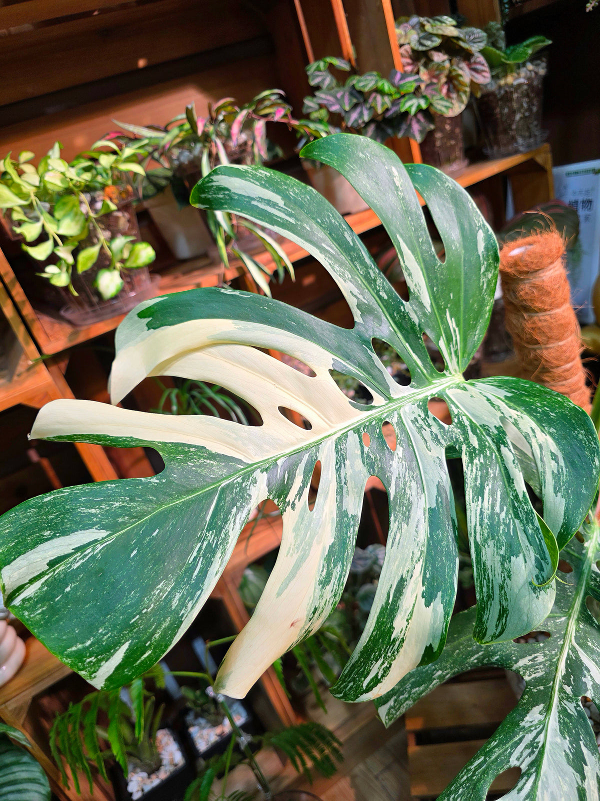 Monstera Albo Variegated