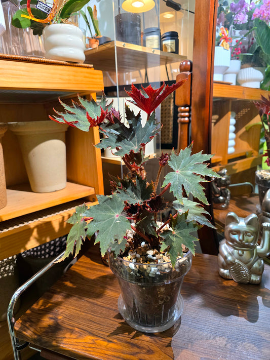 Begonia carmel 卡米爾秋海棠