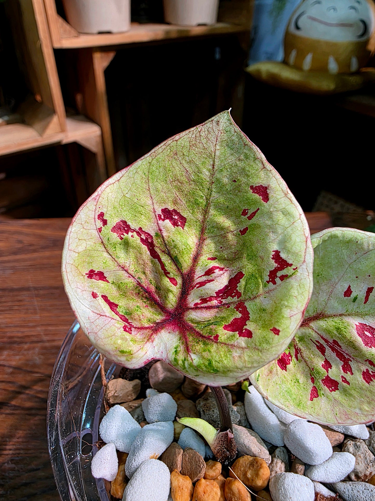 Caladium sp 粉紅豆彩葉芋