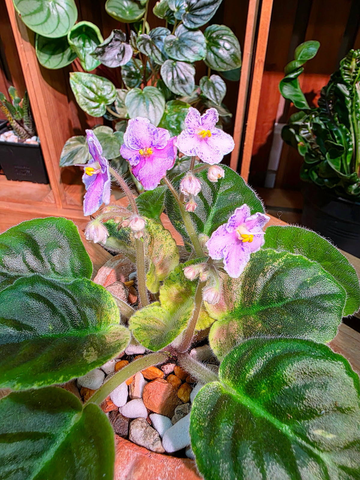 Streptocarpus ionqnthus 非洲紫羅蘭 - Robs Combustible Pigeon