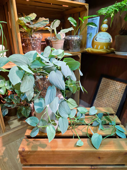 Scindapsus silver hero 銀色英雄銀斑葛