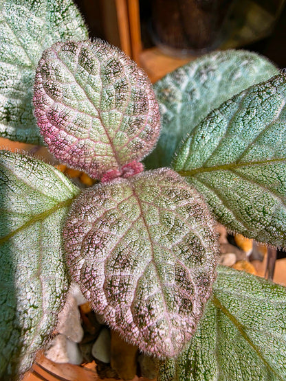 Episcia spp. Silver Tiger