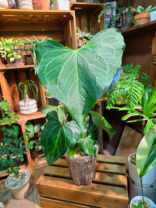 Anthurium delta force 三角洲花燭