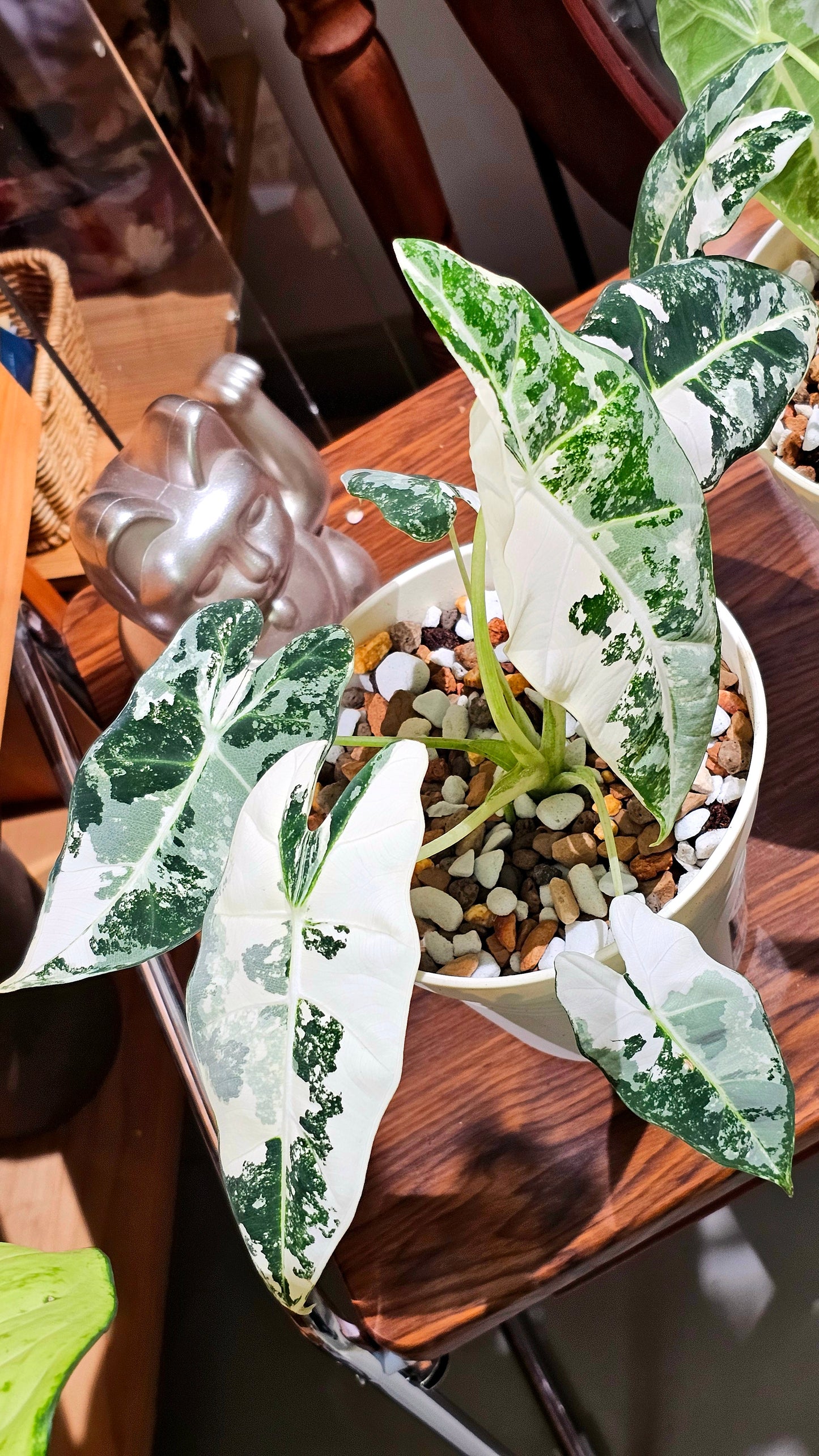 Alocasia frydrk variegated 斑葉絨葉觀音蓮