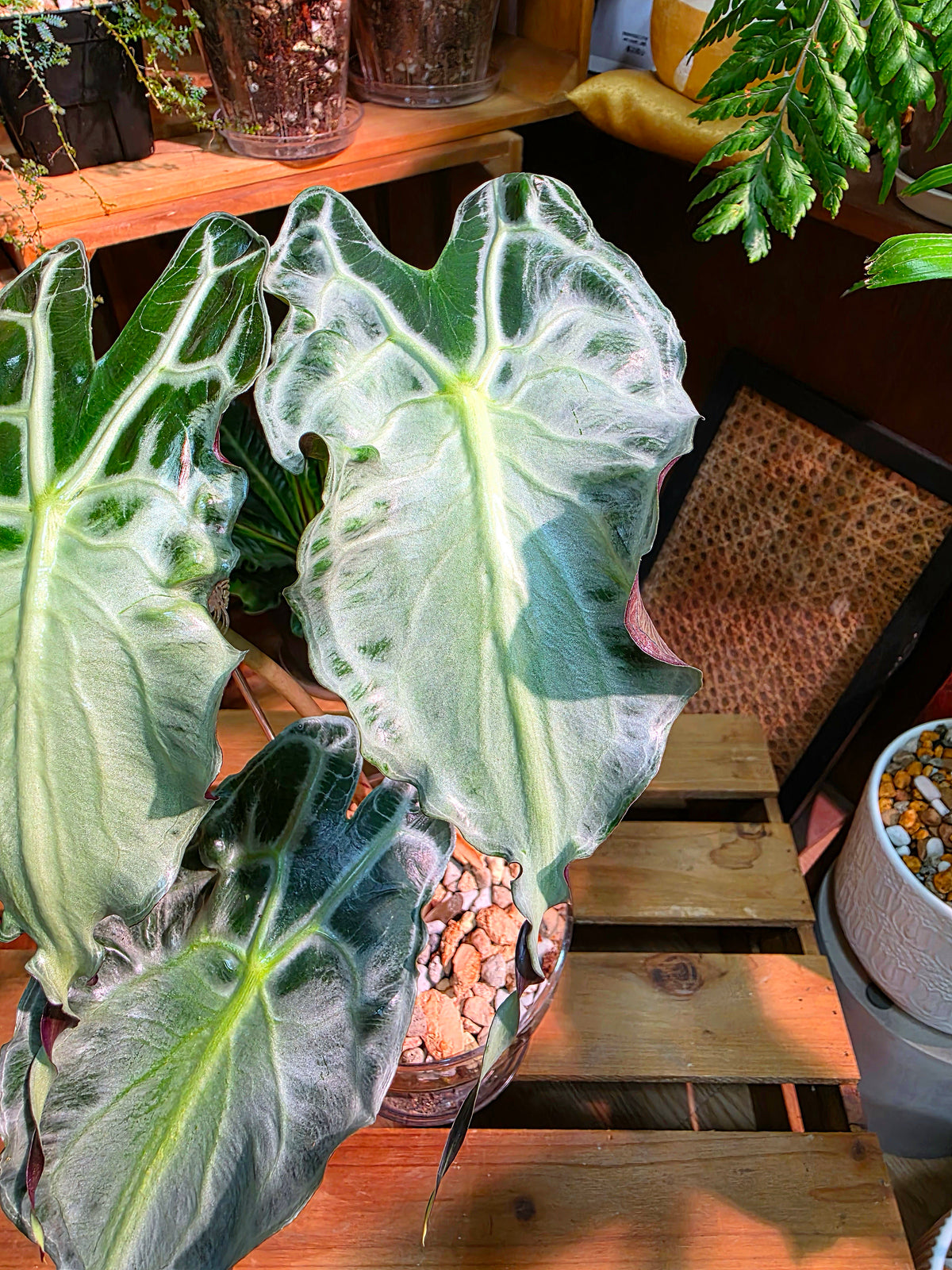 Alocasia venom 毒液海芋