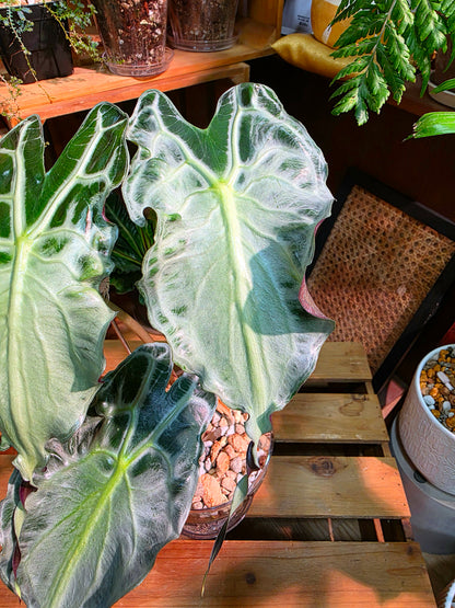 Alocasia venom 毒液海芋