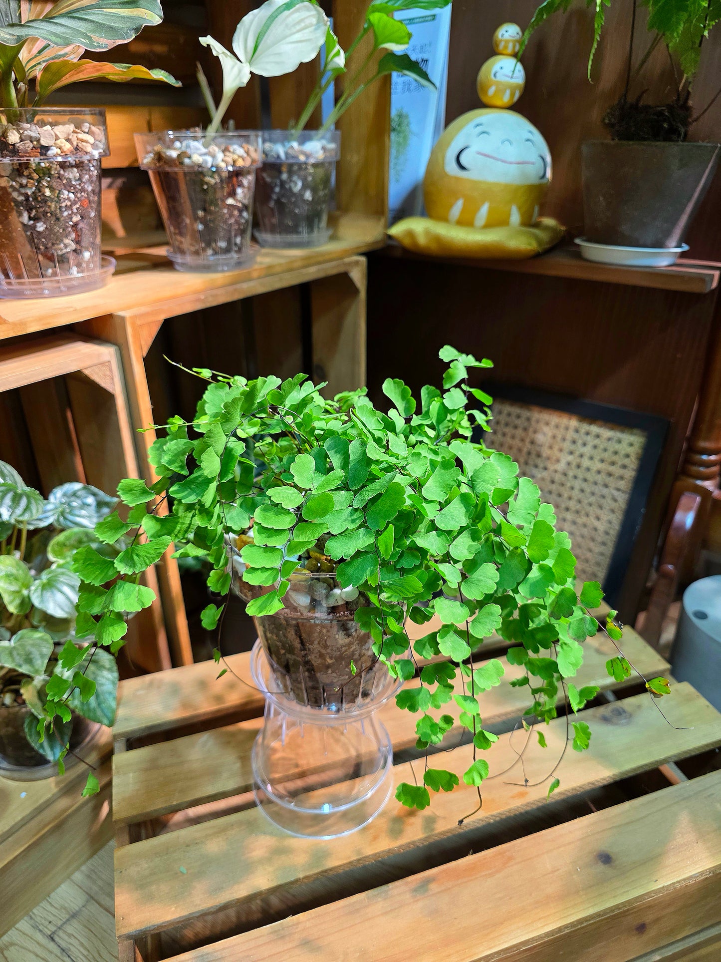 Adiantum philippense 半月鐵線蕨