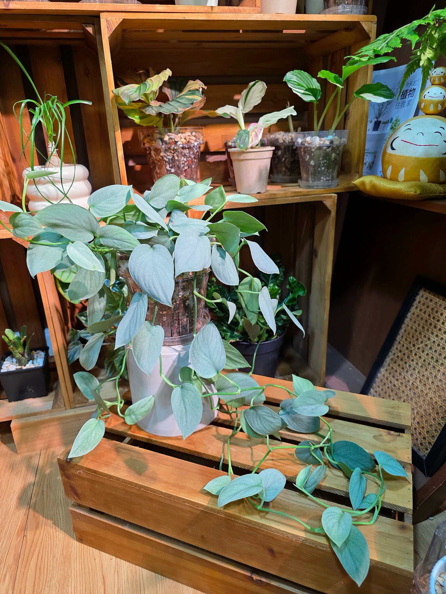 Scindapsus silver hero 銀色英雄銀斑葛