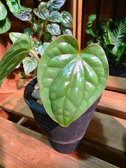 Anthurium luxurians platinum