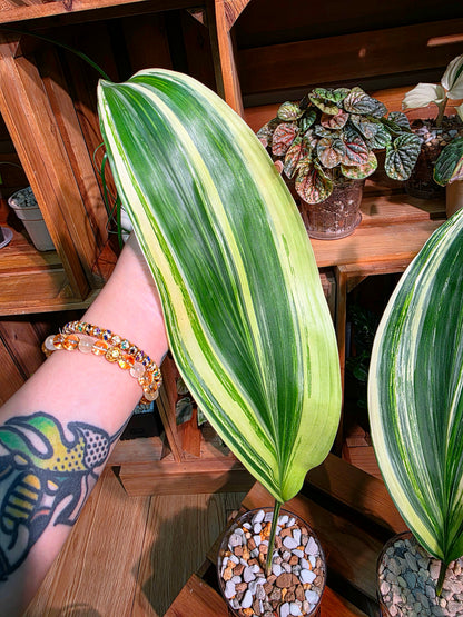 Aspidistra elatior variegated