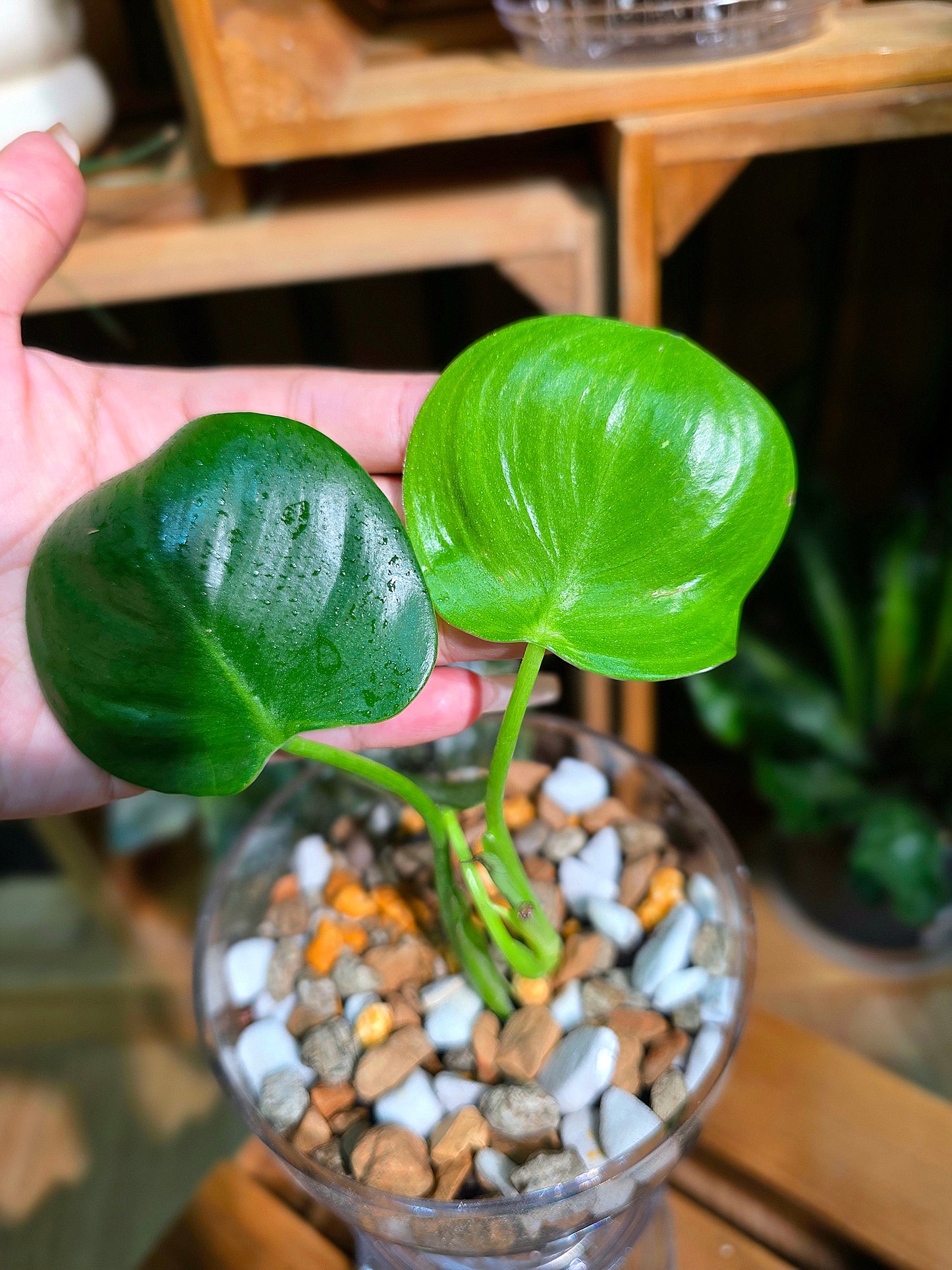 Philodendron pittieri 皮蒂蔓綠絨