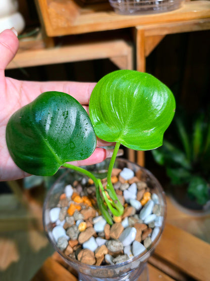Philodendron pittieri 皮蒂蔓綠絨