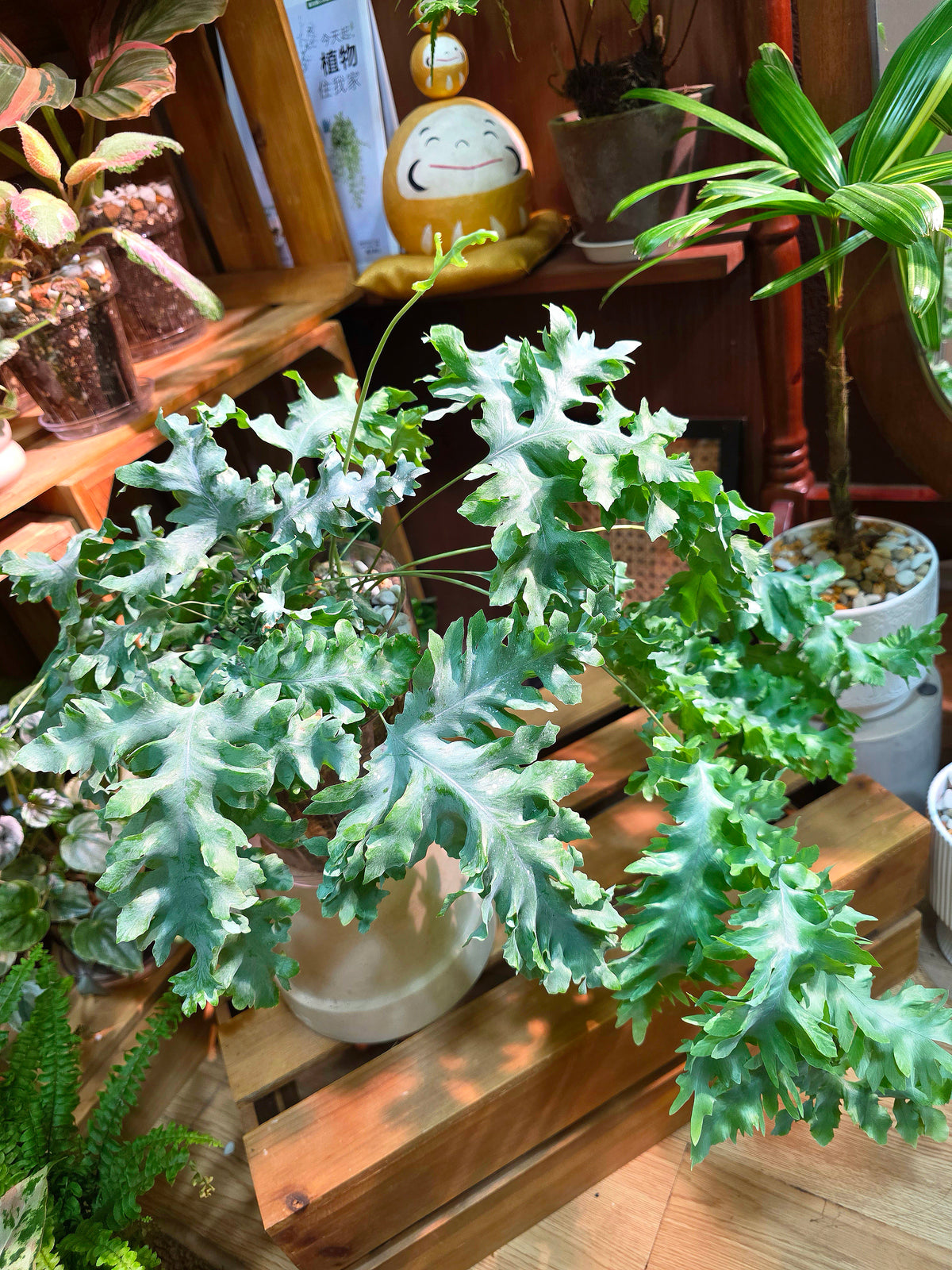 Phlebodium aureum 'Davana' Crested Blue Star Fern