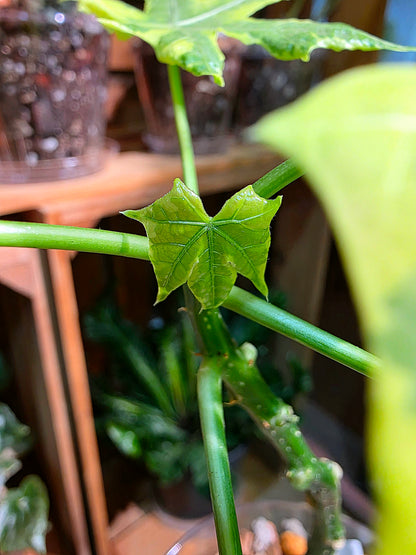 Cnidoscolus aconitifolius var. variegata