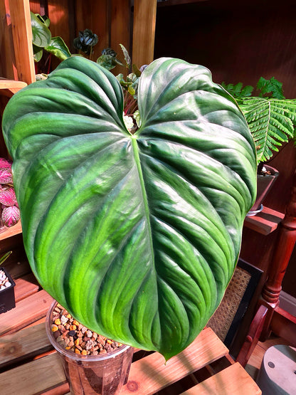 Philodendron sp Colombia 哥倫比亞蔓綠絨