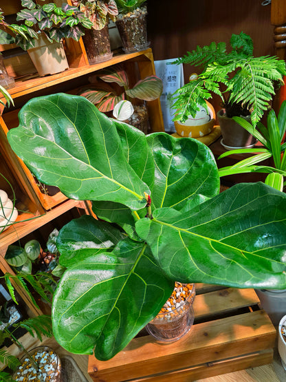 Fiddle-leaf Fig