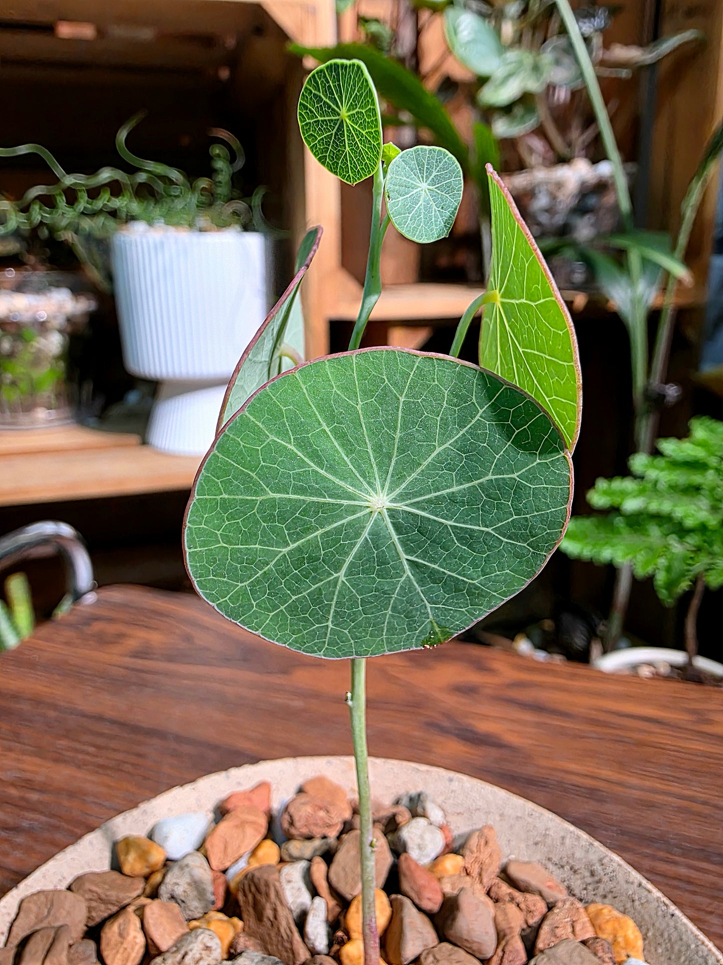 Stephania erecta 圓葉山烏龜
