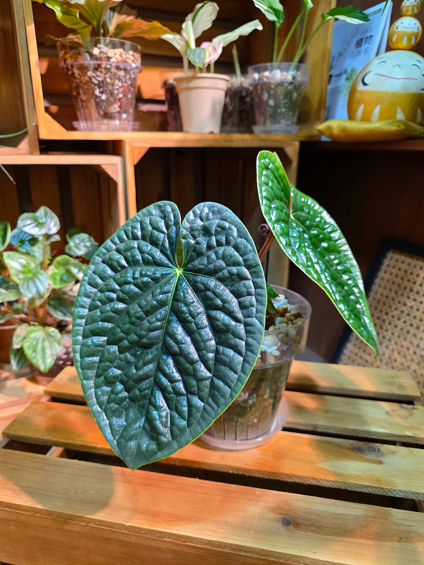 Anthurium luxurians platinum