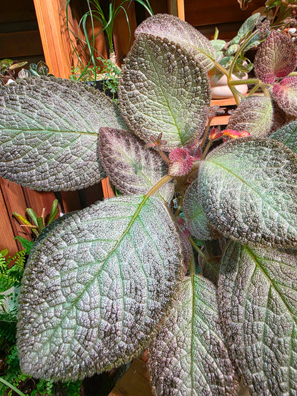 Episcia sp 銀虎喜蔭花