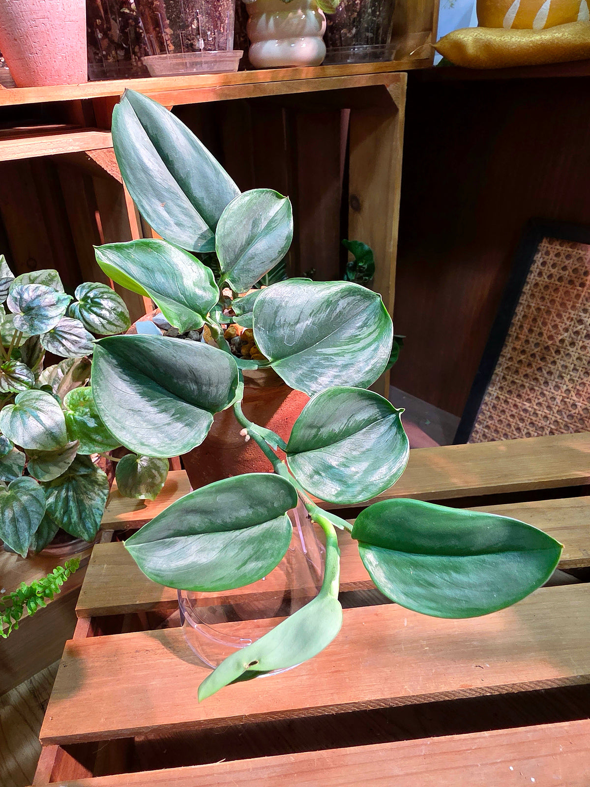 Scindapsus treubii Moonlight 藍月光藤芋