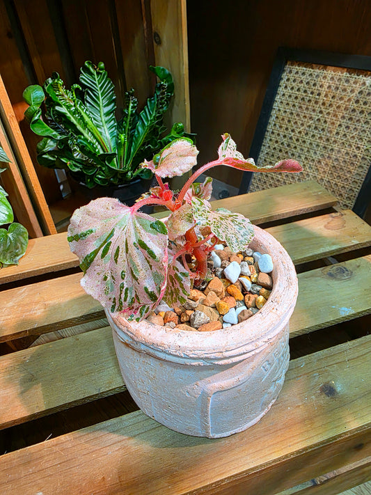 Begonia sp 粉斑貝殼秋海棠