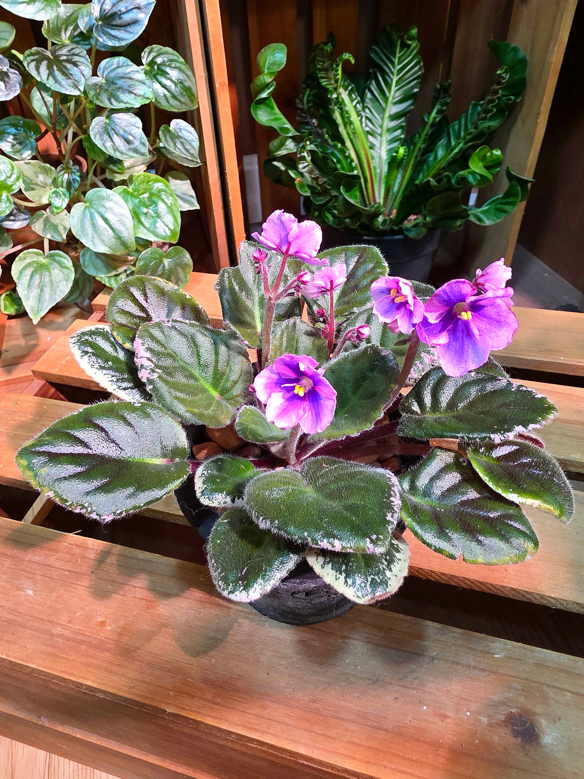 Streptocarpus ionqnthus 非洲紫羅蘭 - 粉緞