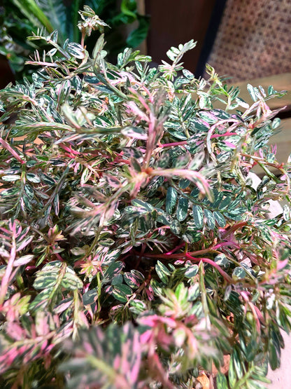 Phyllanthus urinaria variegated pink 粉斑葉下珠