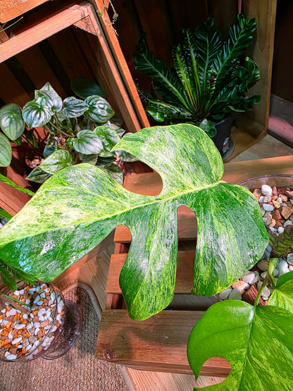 Rhaphidophora tetrasperma aurea variegated 黃錦姬龜背