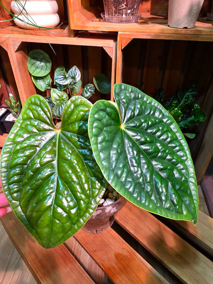 Anthurium luxurians platinum