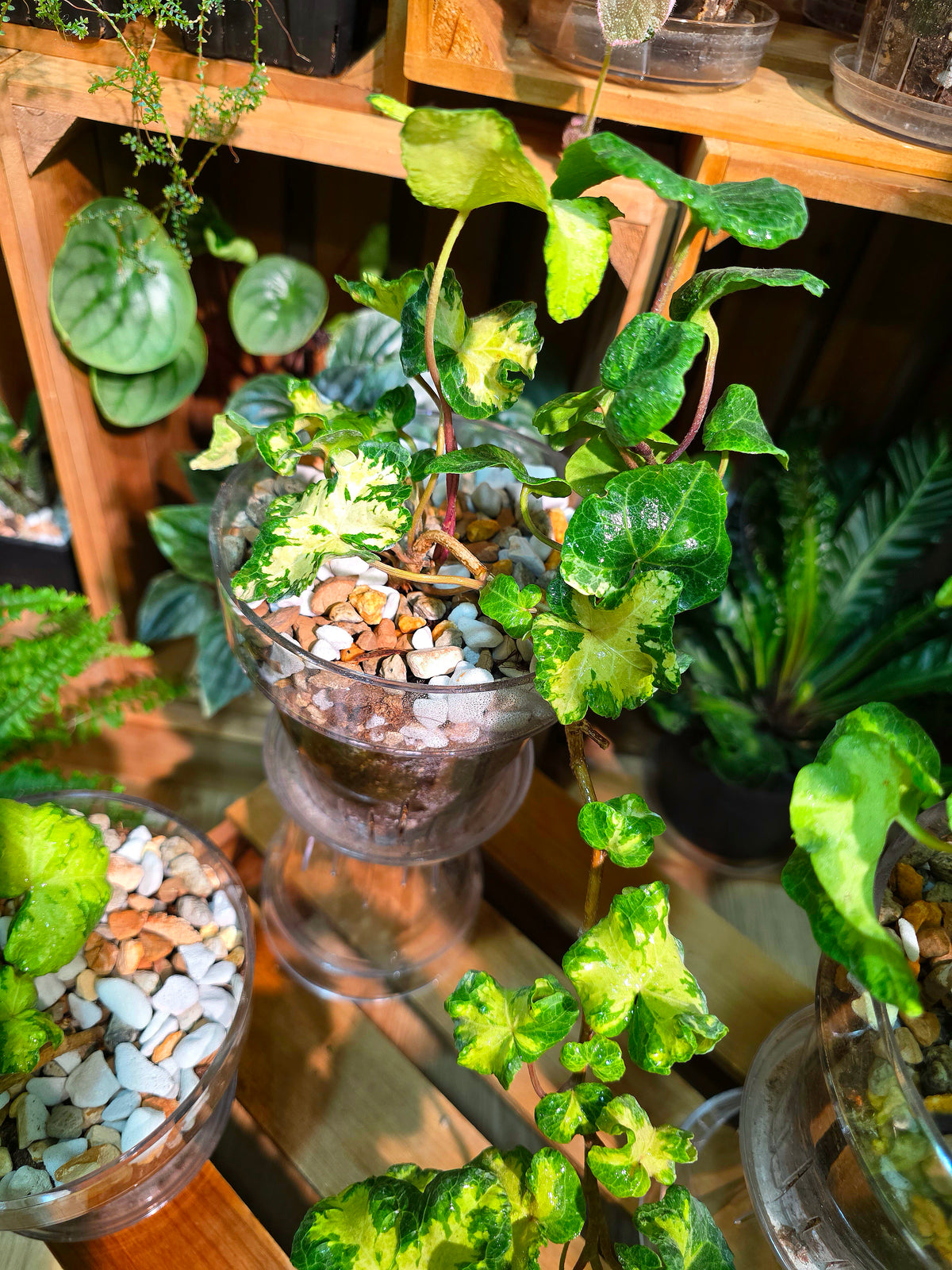 Hedera helix 'Moonlight'