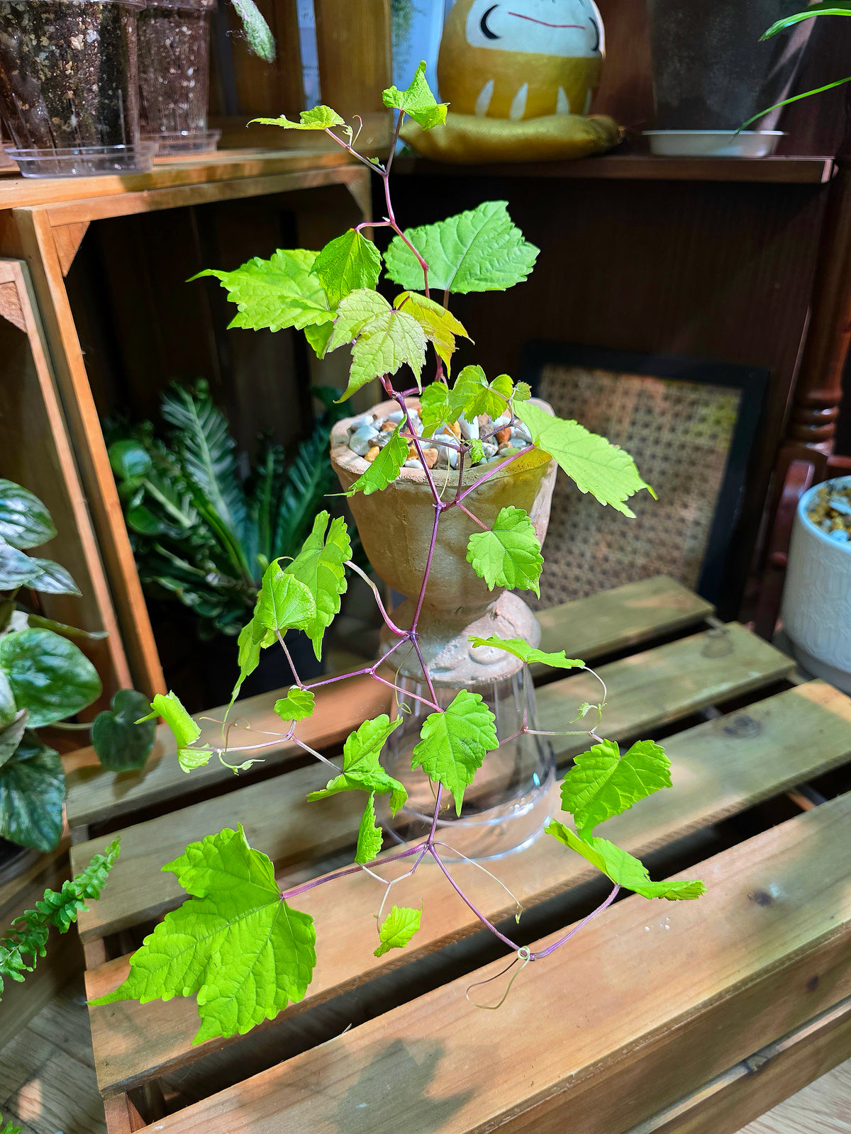 Ampelopsis Humulifolia Bge 金葉蛇葡萄