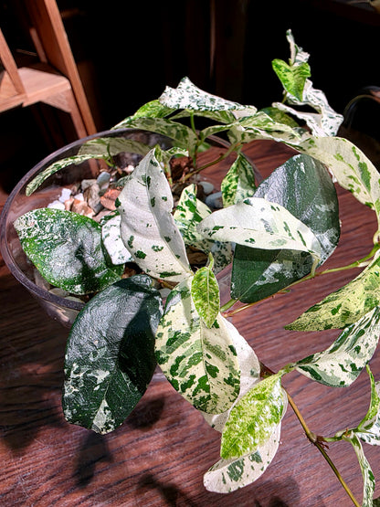 Ficus punctata variegated 馬賽克榕