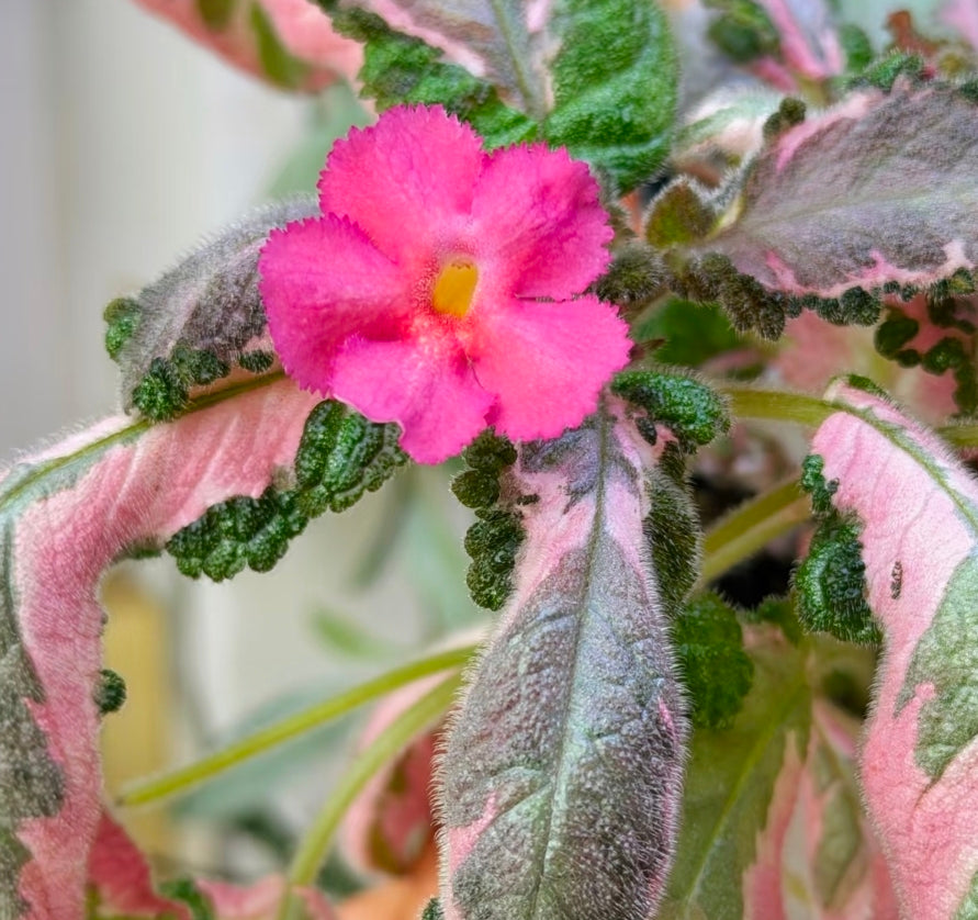 Episcia Picasso 畢卡索喜蔭花