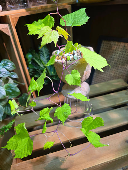 Ampelopsis Humulifolia Bge 金葉蛇葡萄