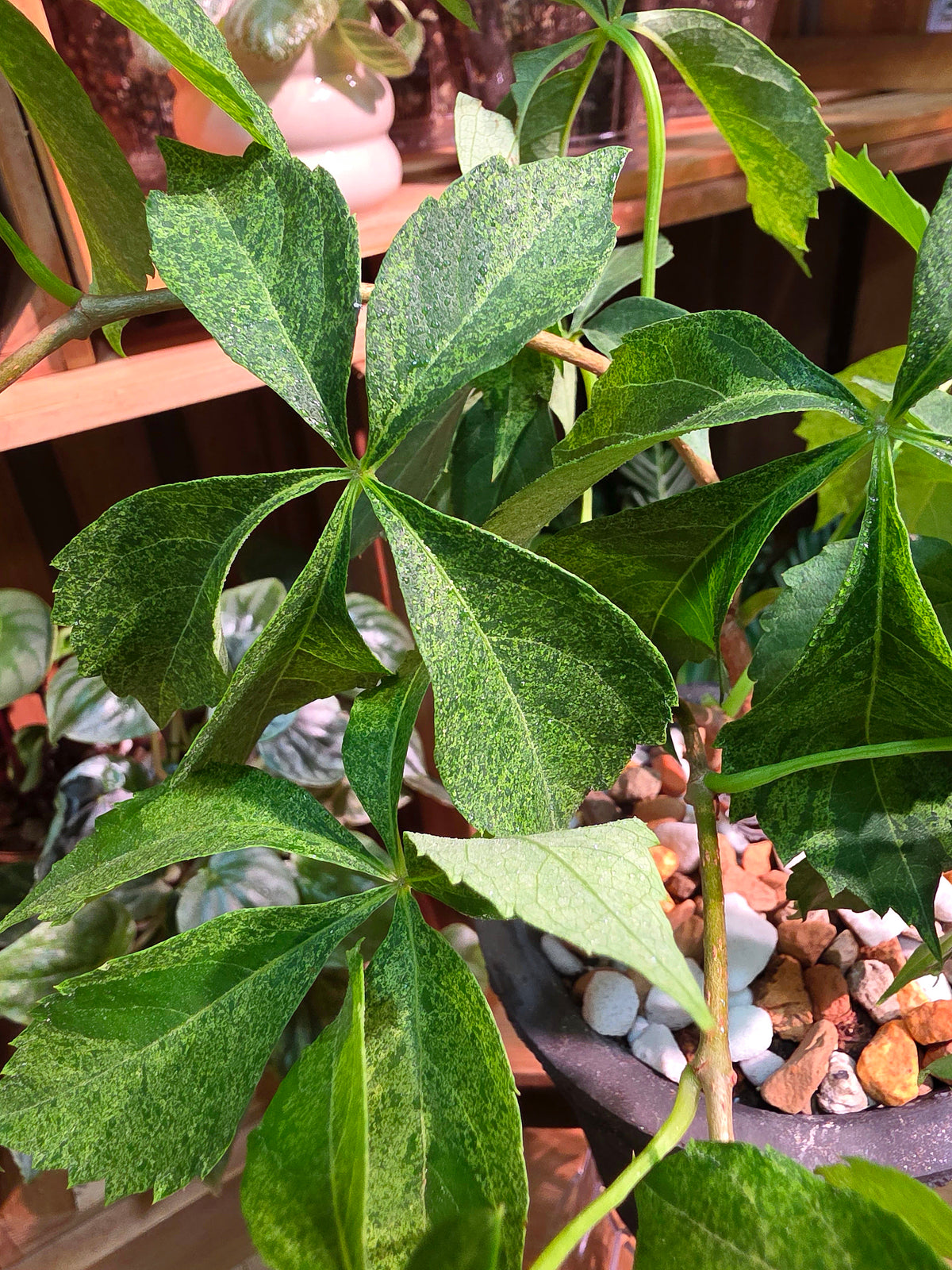 Parthenocissus quinquefolia variegated 五葉地錦星雨